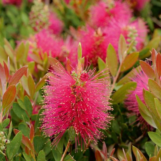 Callistemon 'Hot pink' - Image 1