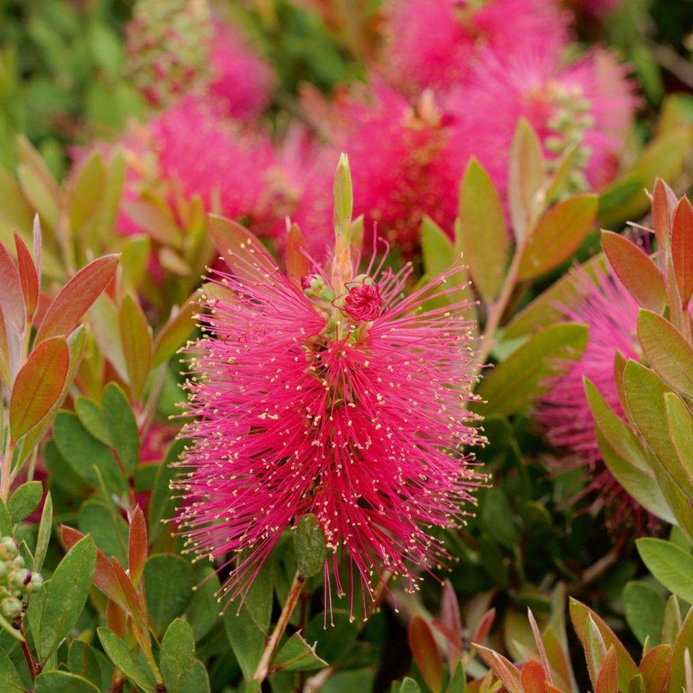 CALLISTEMON viminalis 'Hot Pink' - Image 1