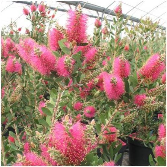 CALLISTEMON viminalis 'Hot Pink' - Image 2