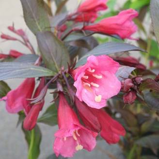 Weigelia florida 'Alexandra'