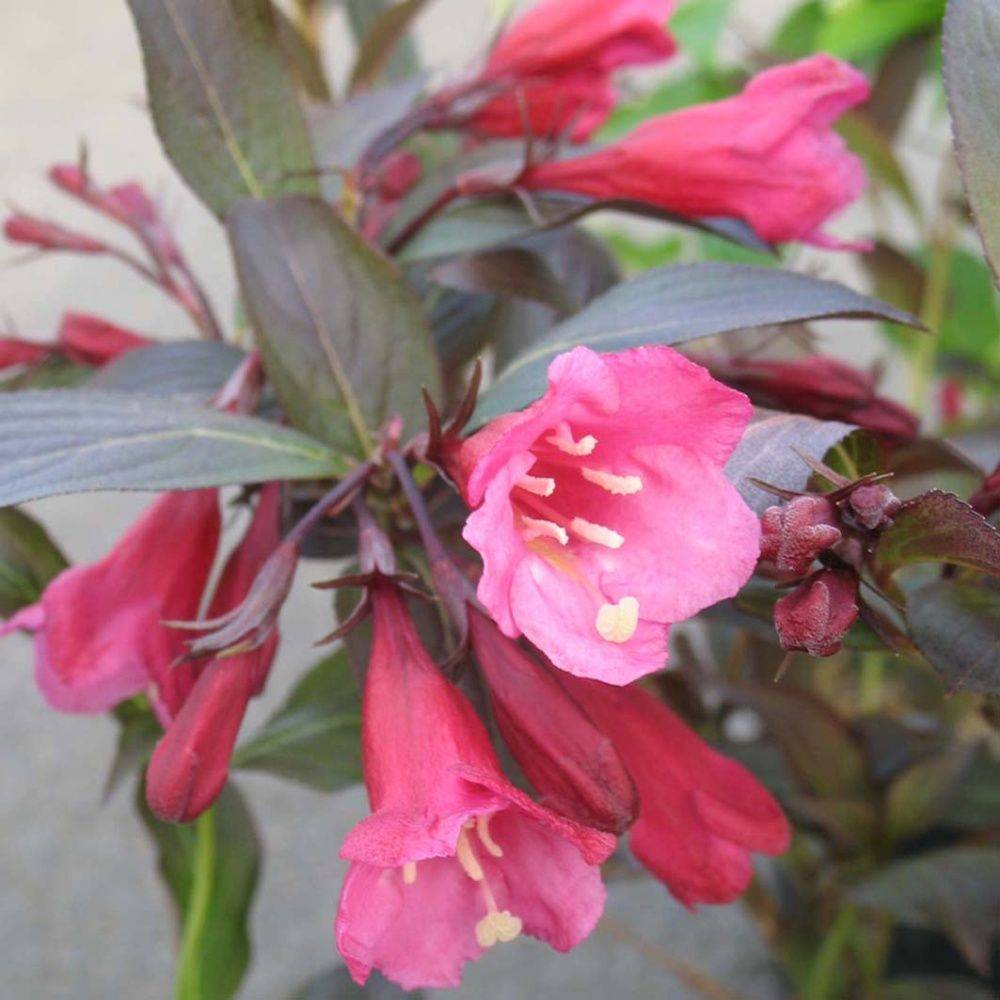 Weigelia florida 'Alexandra'
