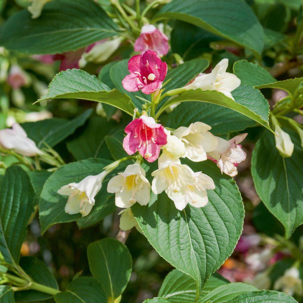 Weigelia 'Marjorie' - Image 1