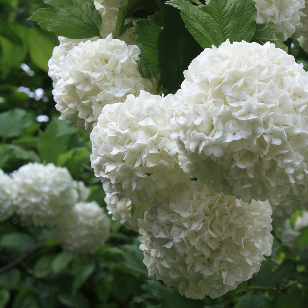 Viorne ou Viburnum Boule de neige 'Roseum' - Image 7