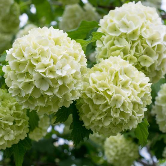 Viorne ou Viburnum Boule de neige 'Roseum' - Image 3