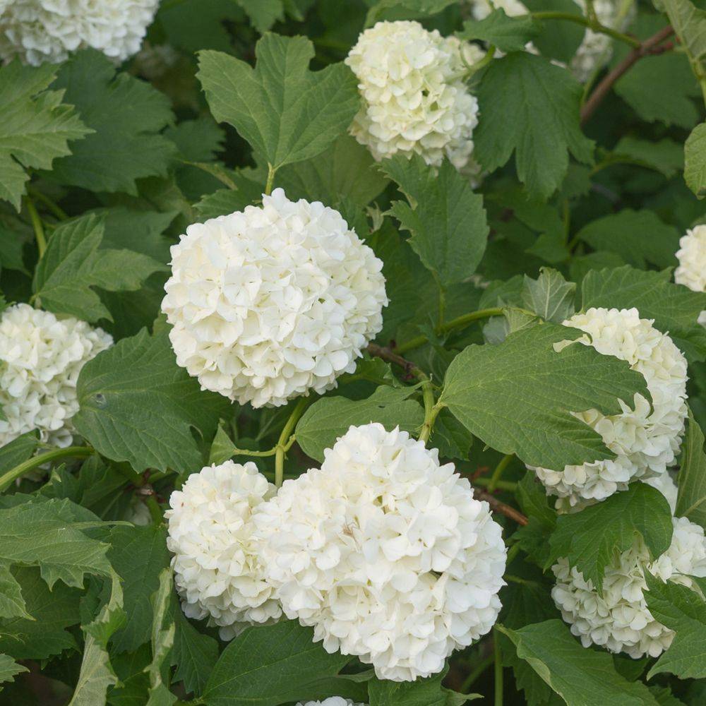 Viorne ou Viburnum Boule de neige 'Roseum' - Image 2