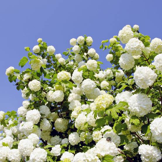 Viorne ou Viburnum Boule de neige 'Roseum' - Image 6
