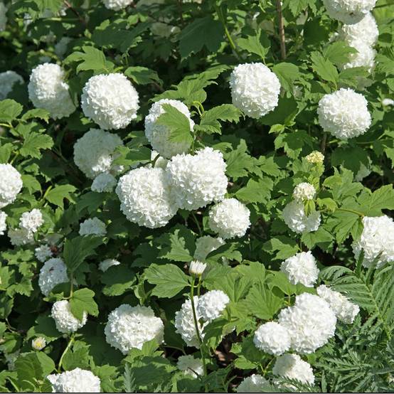 Viorne ou Viburnum Boule de neige 'Roseum' - Image 1
