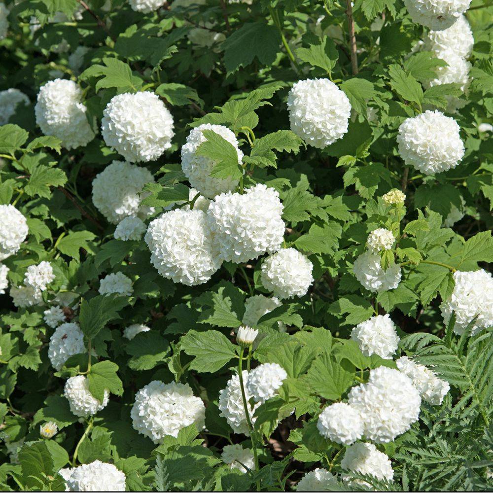 Viorne ou Viburnum Boule de neige 'Roseum' - Image 1