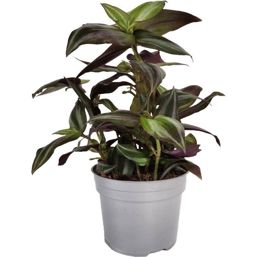 Tradescantia zebrina