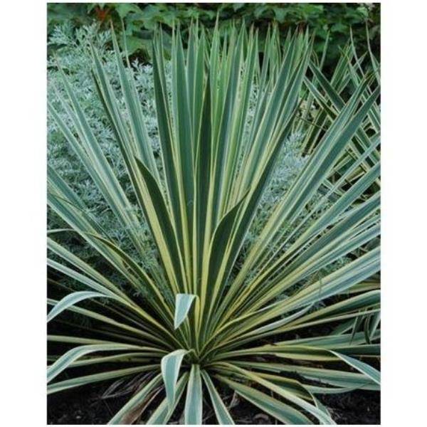 Yucca filamentosa 'Bright Edge'