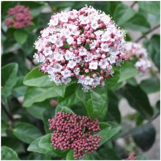 Viorne tin Lisarose 'Loren'