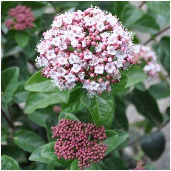 Viorne tin Lisarose 'Loren'