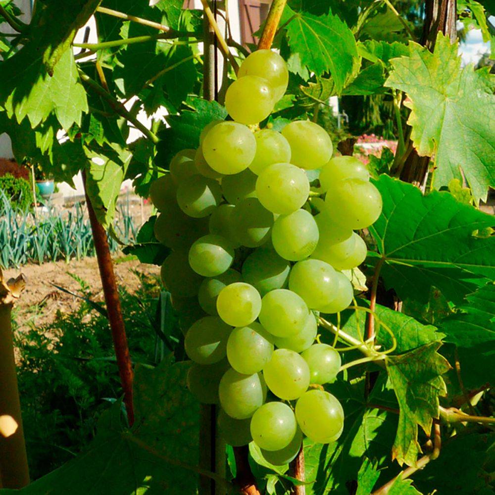 Vigne Ampelia® 'Perdin' - Image 2