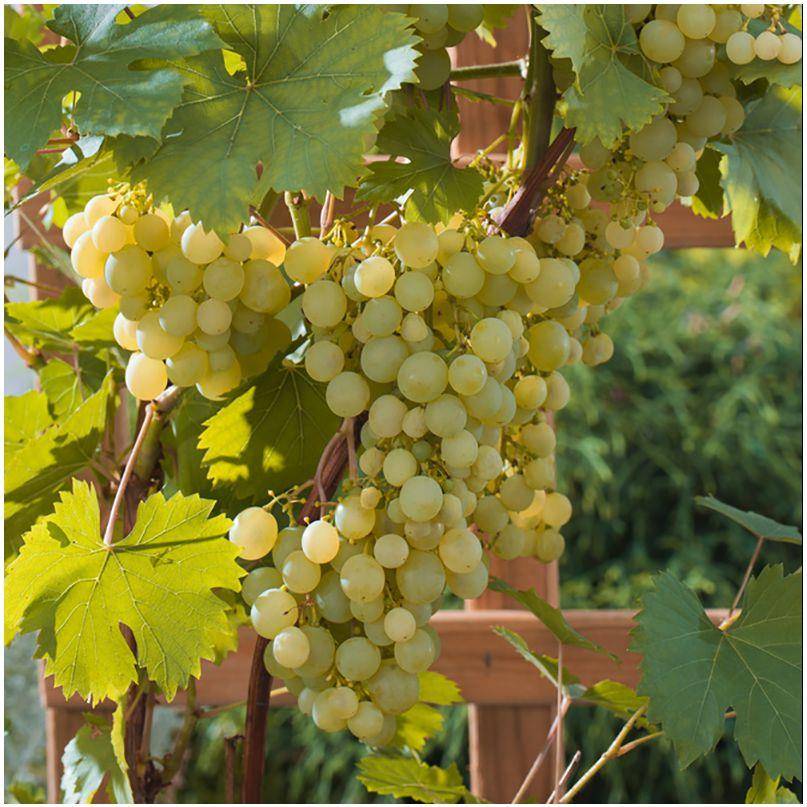 Vigne Ampelia® 'Perdin'