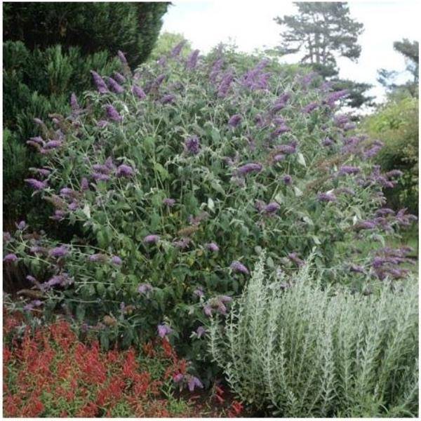 Arbre aux papillons 'Lochinch'