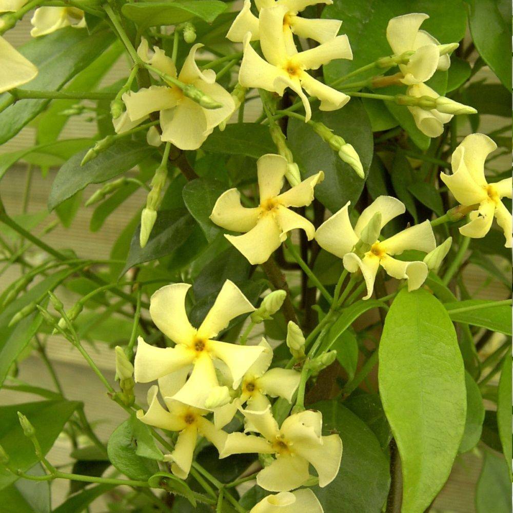 Jasmin étoilé asiaticum - Image 1