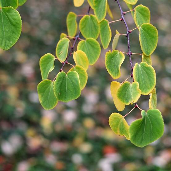 Arbre au caramel - Image 1