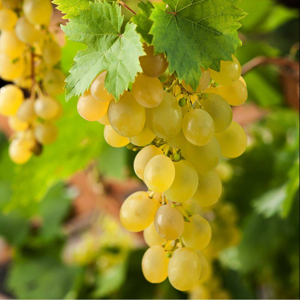 Vigne 'Ampelia® Amandin'