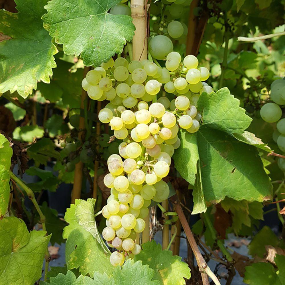 Vigne Muscat petits grains zpd3