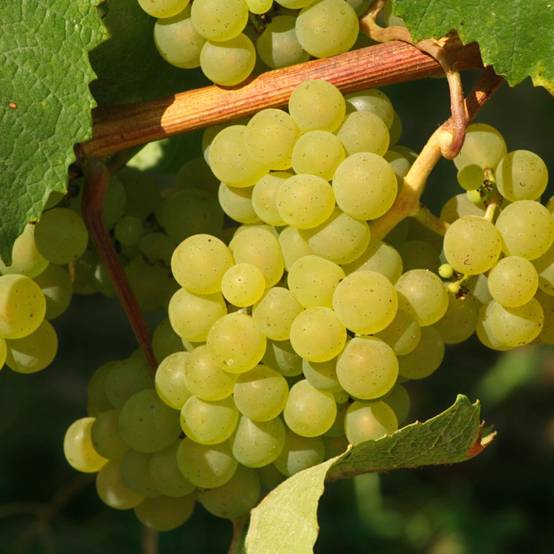 Vigne 'Chasselas doré' - Image 6