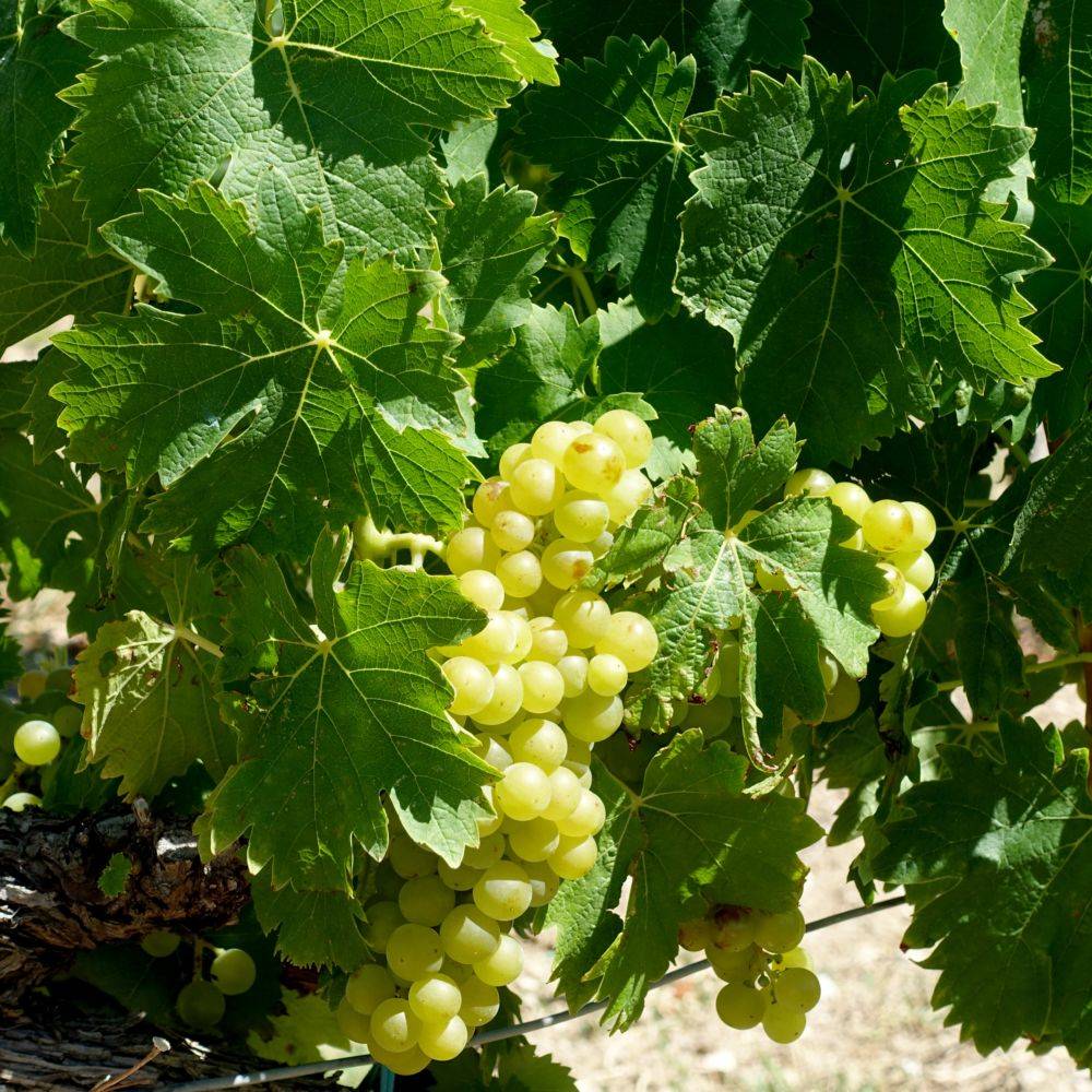 Vigne 'Chasselas doré' - Image 5