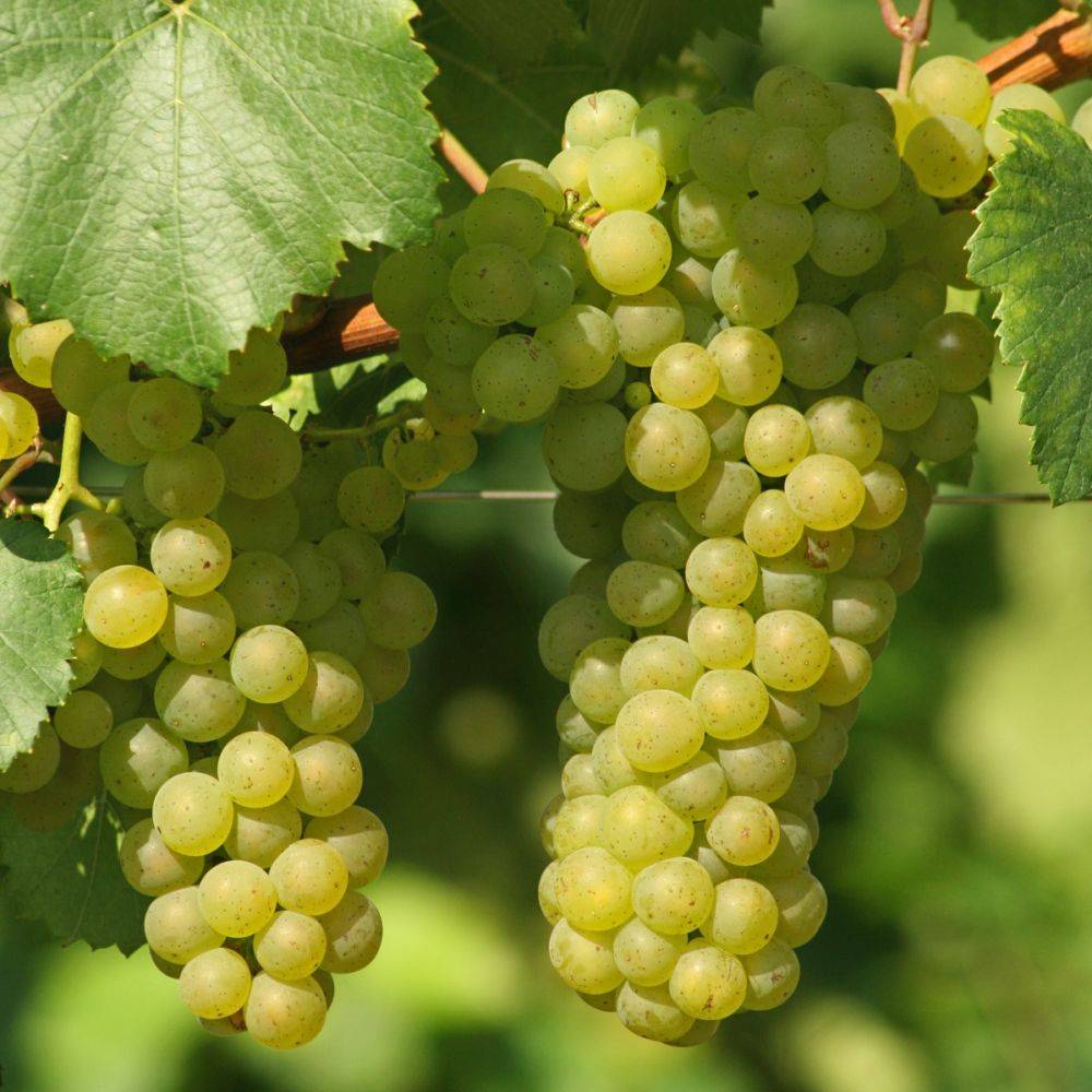 Vigne 'Chasselas doré' - Image 2