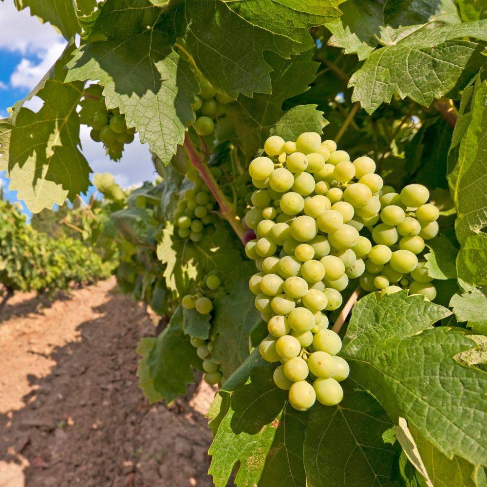 Vigne 'Chasselas doré' - Image 3