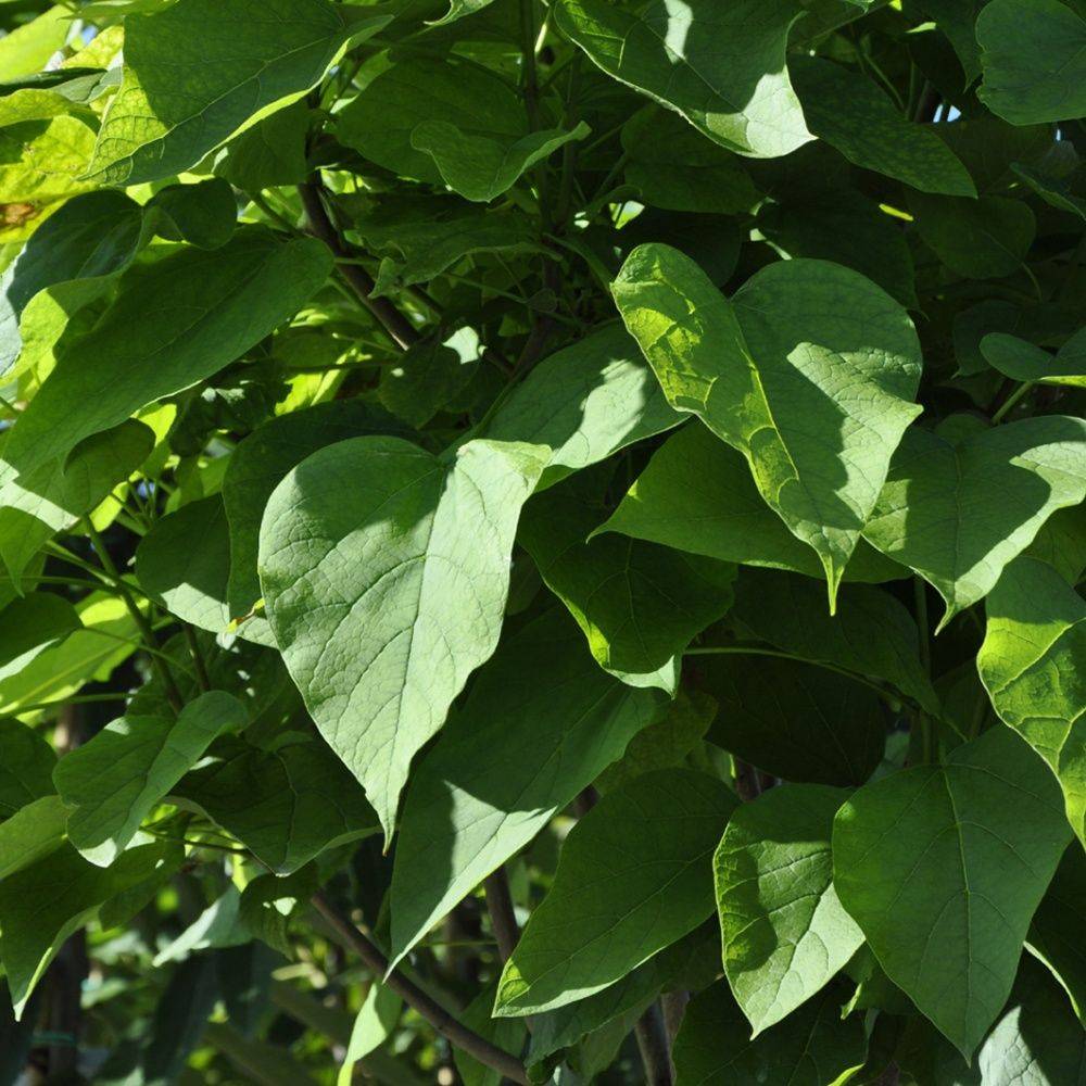 Catalpa commun