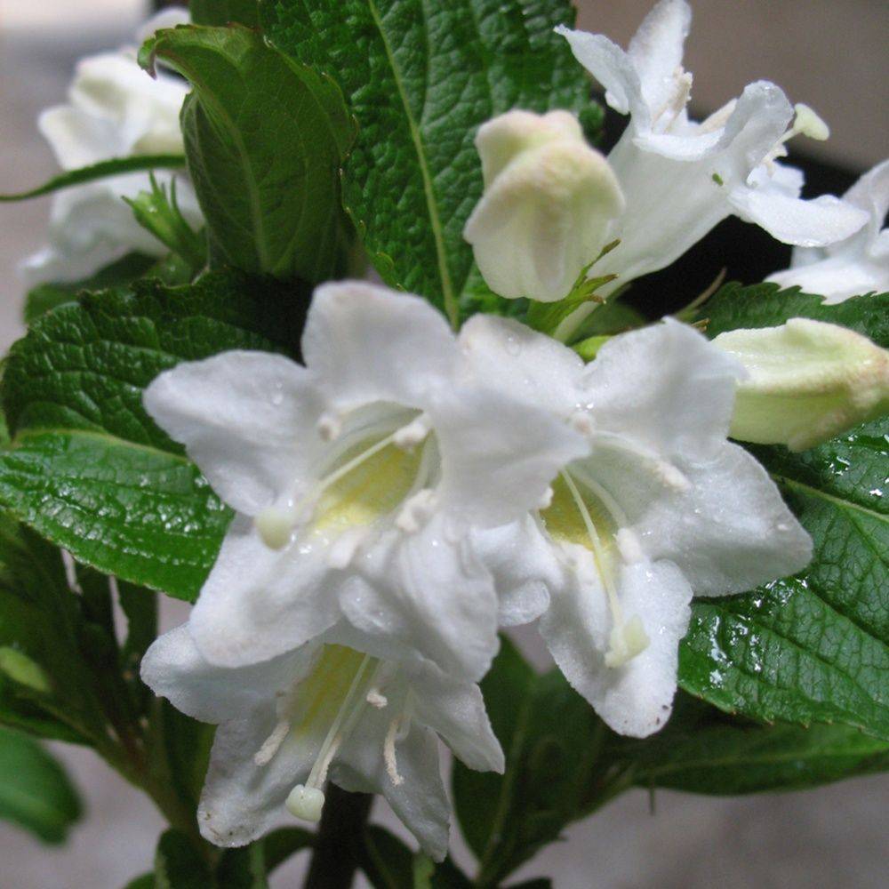 Weigelia florida 'Snowflake'