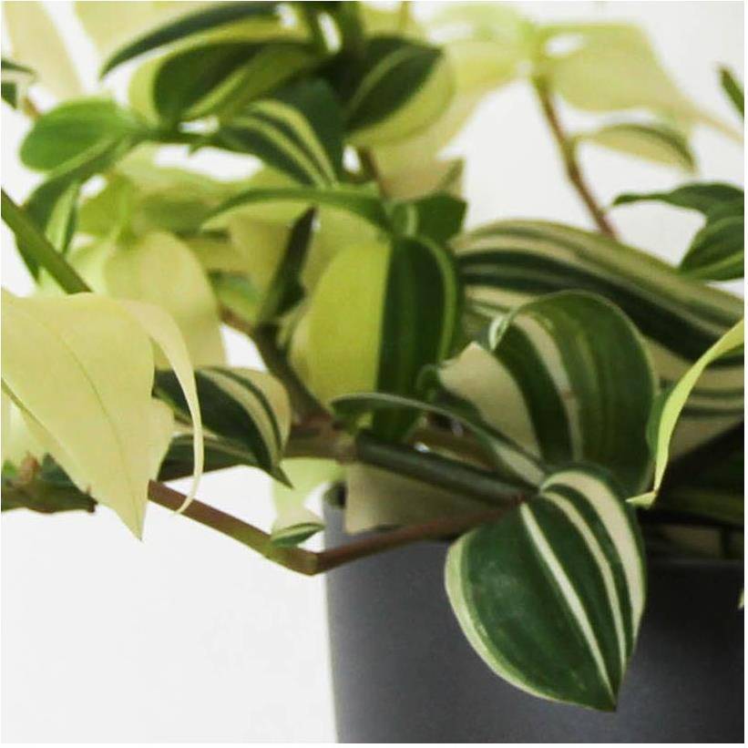 Tradescantia tricolor varié - Image 2