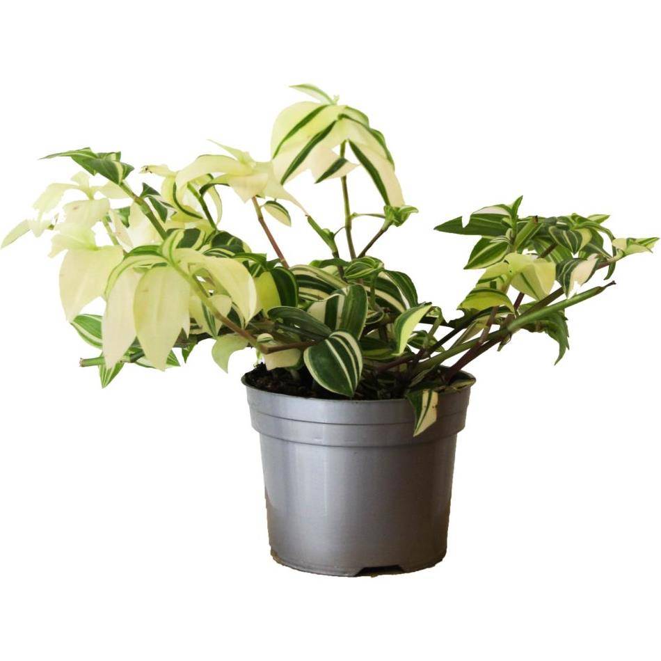Tradescantia tricolor varié - Image 1