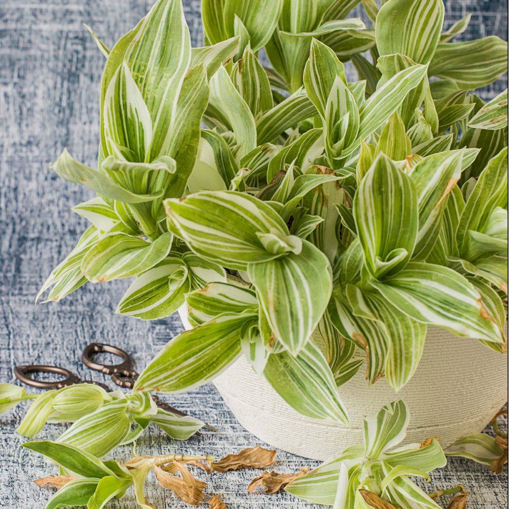 Tradescantia tricolor varié - Image 5