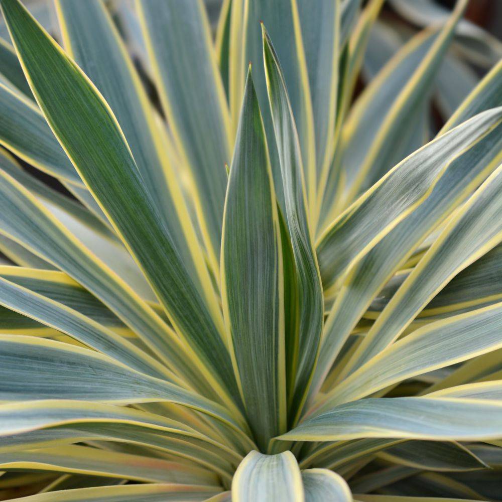 Yucca gloriosa Variegata - Image 2