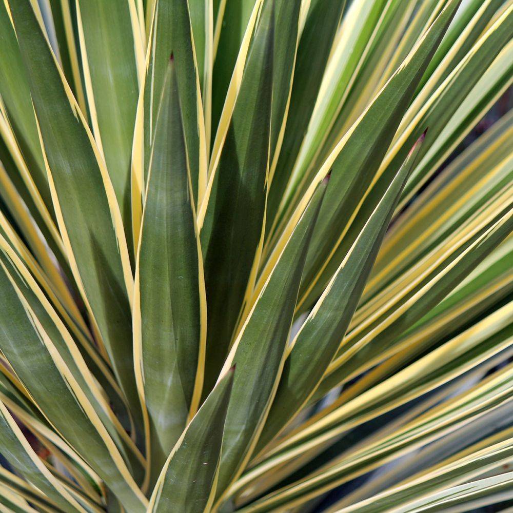 Yucca gloriosa Variegata - Image 1