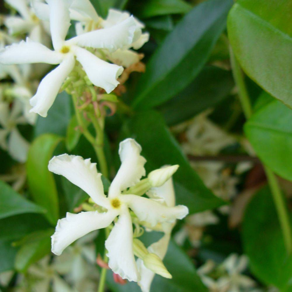 Jasmin persistant - Image 5