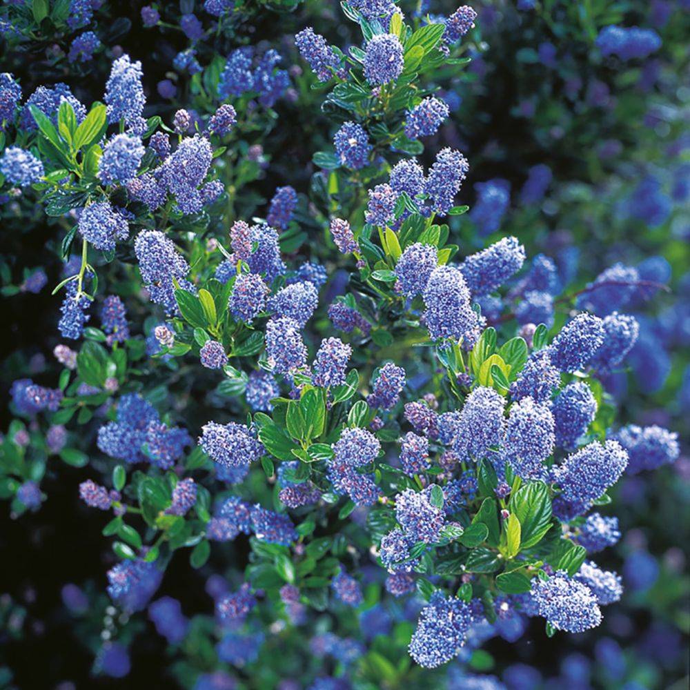 Céanothe 'Victoria' - Image 1