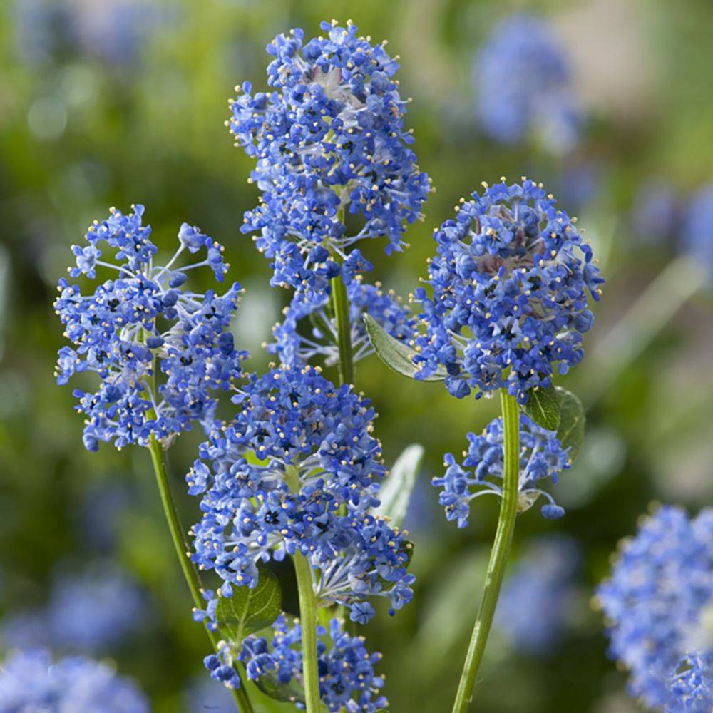 Céanothe 'Victoria' - Image 2