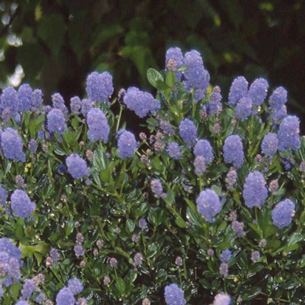 Céanothe 'Victoria' - Image 4