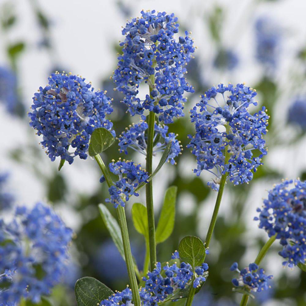Céanothe 'Victoria' - Image 3