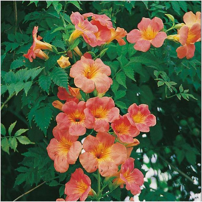 Bignone grandiflora - Image 1