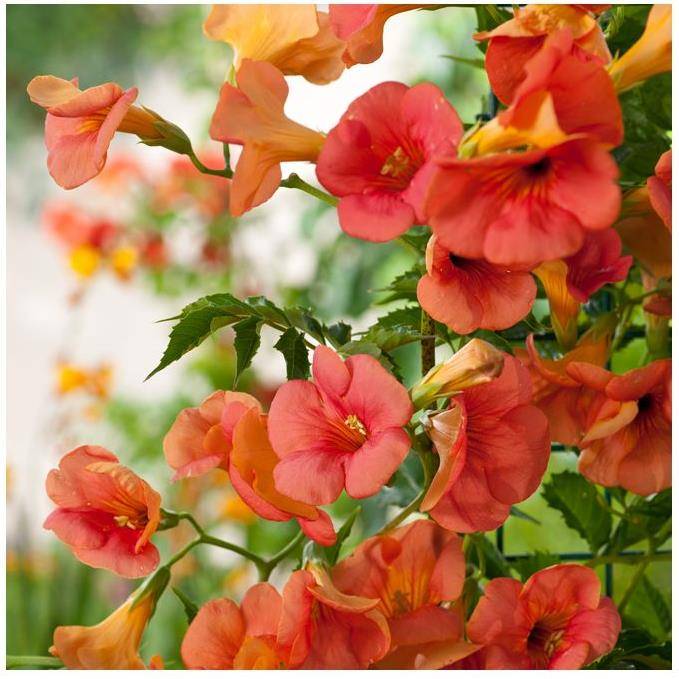 Bignone grandiflora - Image 2