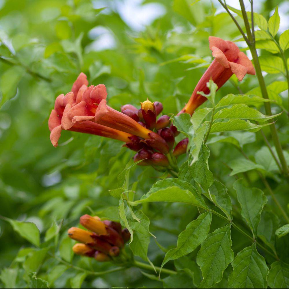 Bignone radicans