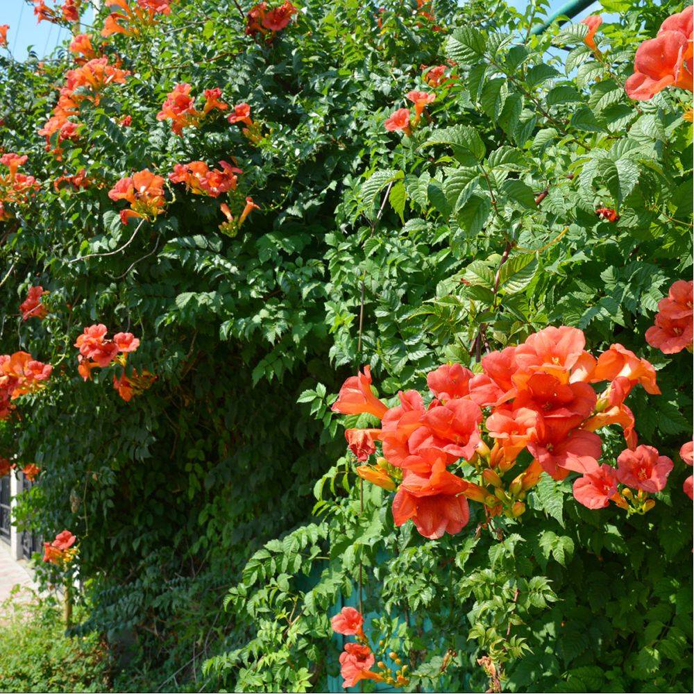 Bignone radicans - Image 2