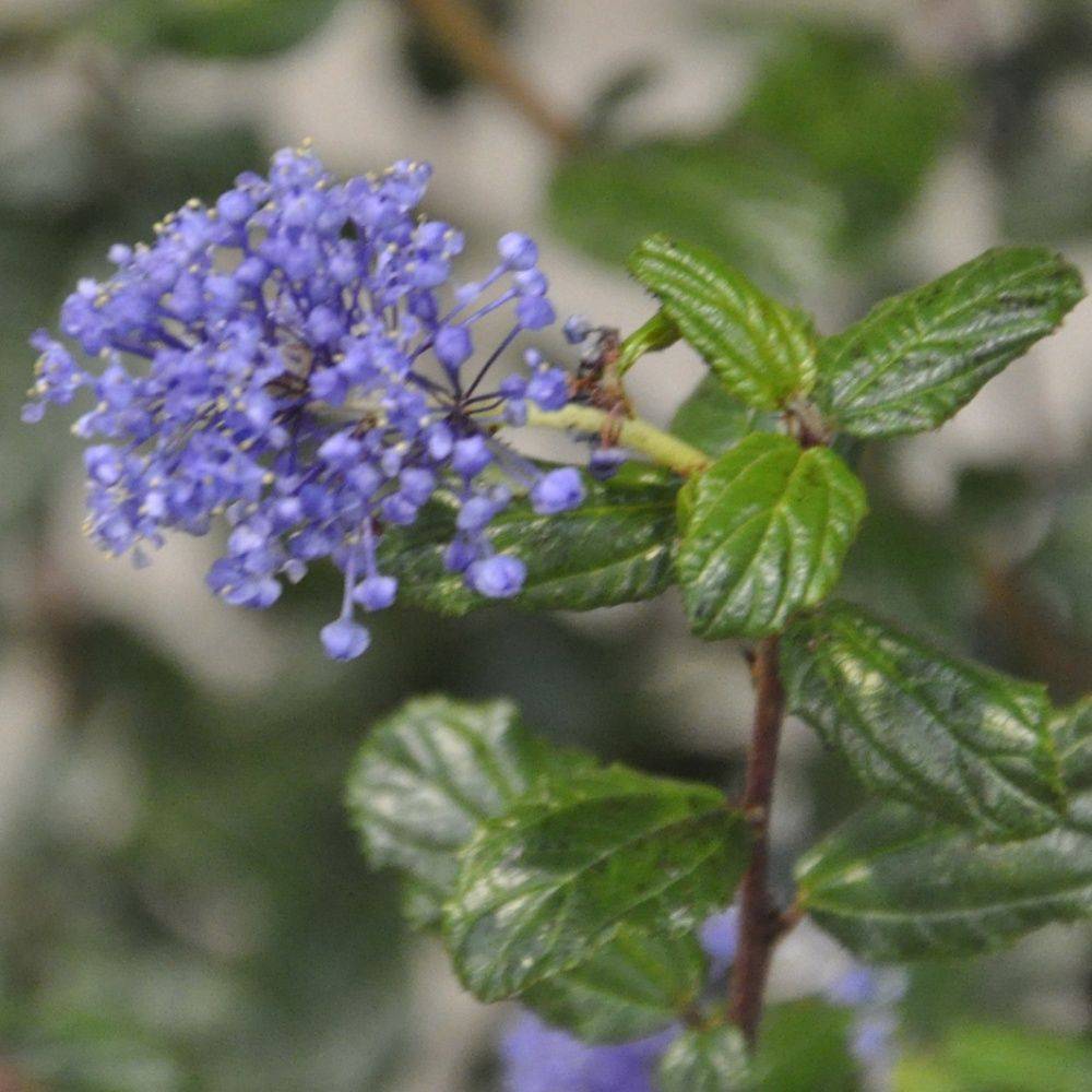 Céanothe 'Automnal blue'