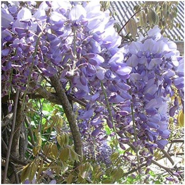 Glycine de Chine bleue - Image 2