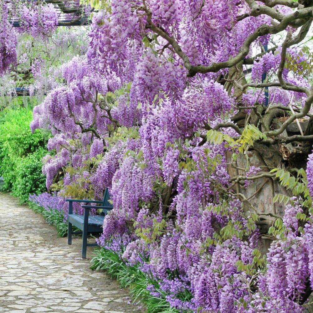 Glycine de Chine bleue - Image 3