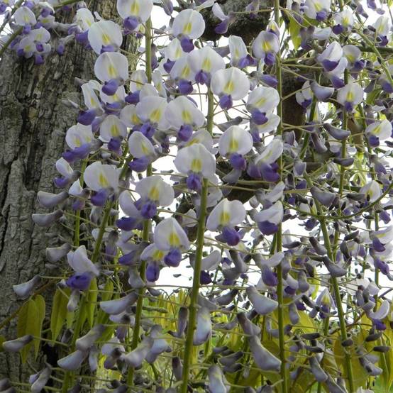 Glycine du Japon 'Macrobotrys' - Image 3