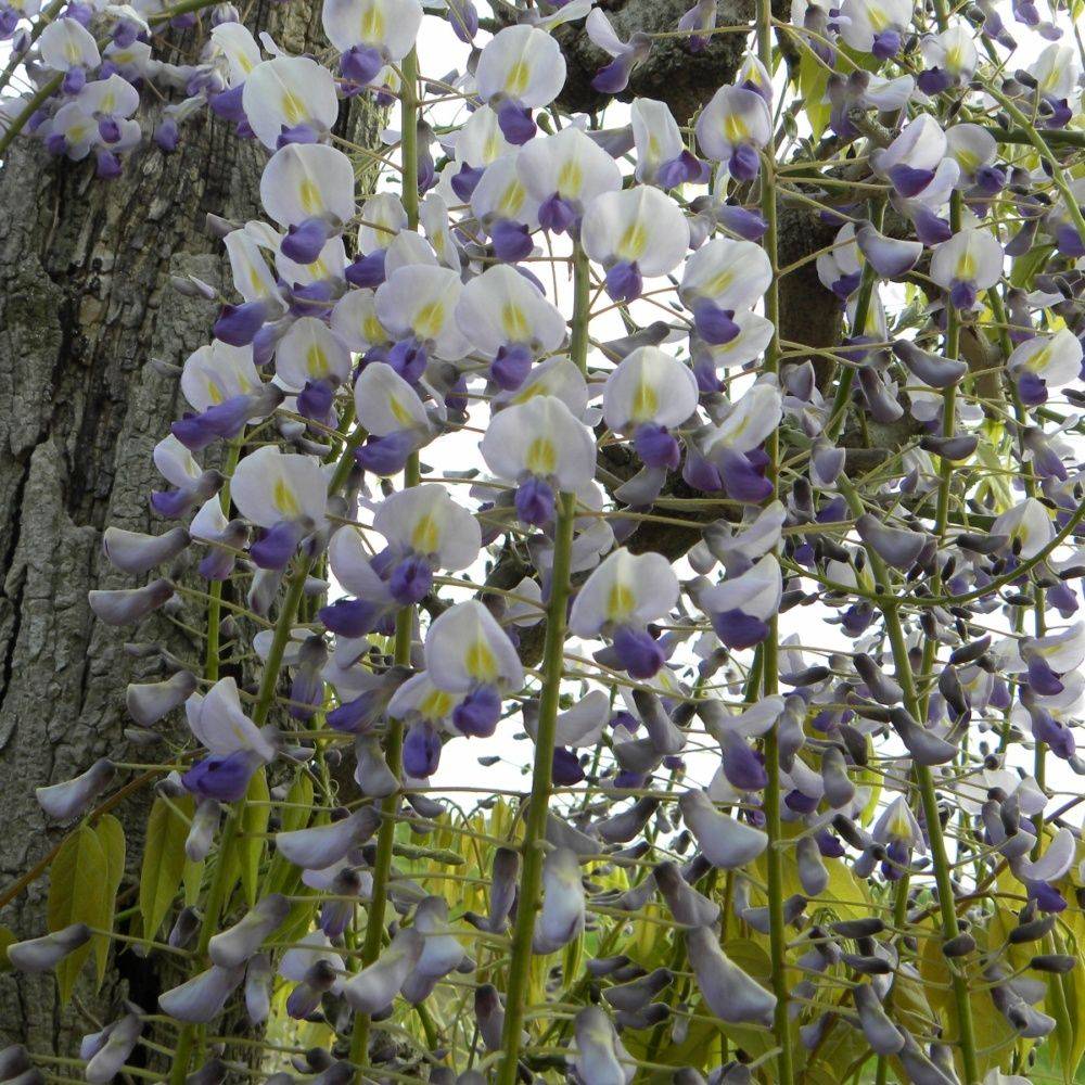 Glycine du Japon 'Macrobotrys' - Image 3