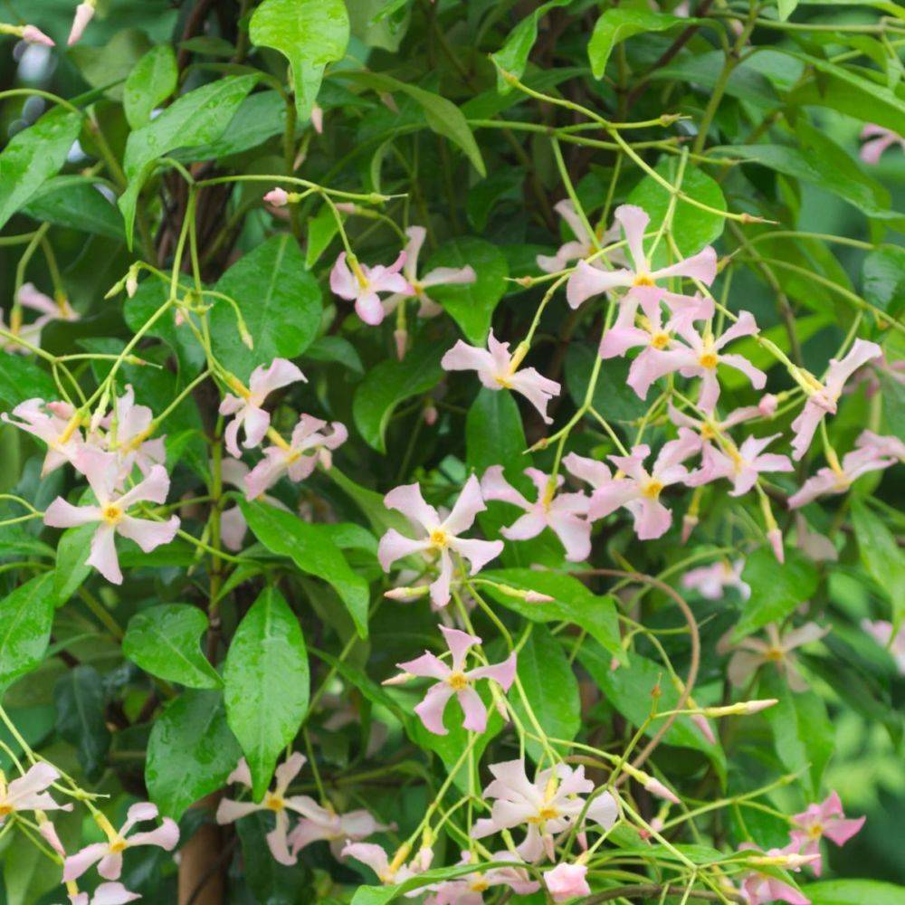 Jasmin étoilé Pink Showers® - Trachelospermum rose - Image 1