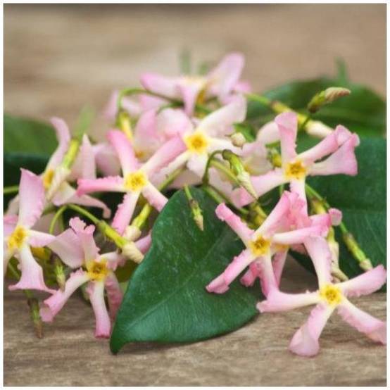 Jasmin étoilé Pink Showers® - Trachelospermum rose - Image 3